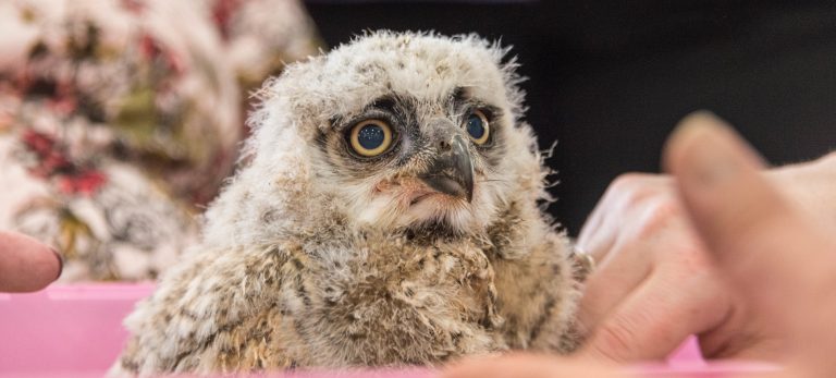 Bird Rescues – Locate Your Nearest Bird Hospital and Rehabilitation